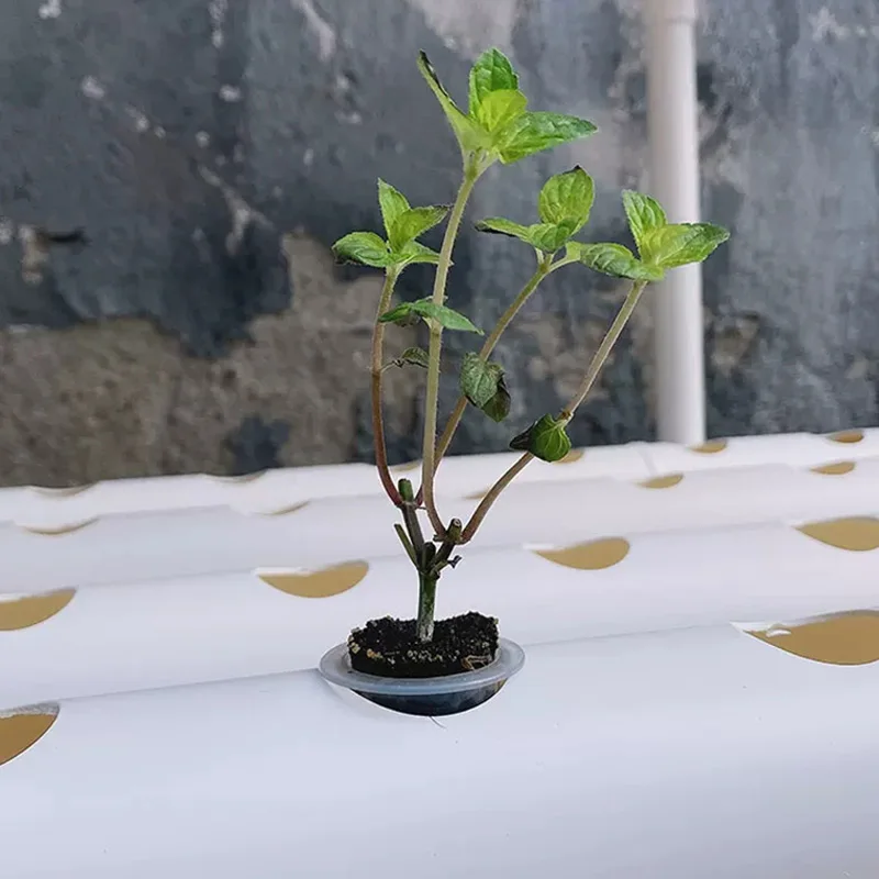 Kit de Sistema de Cultivo sin  - Hydroponic Kit reseña y precio